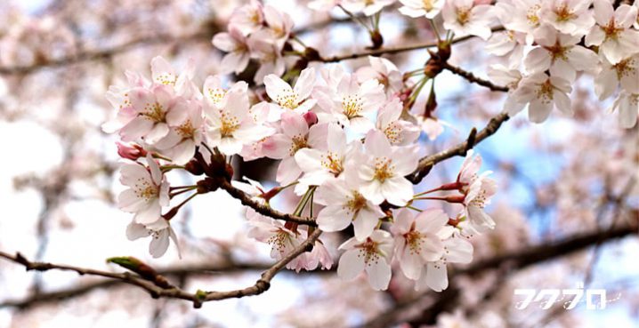 足羽川の桜花見スポット「九十九橋北」から「花月橋」の道沿い