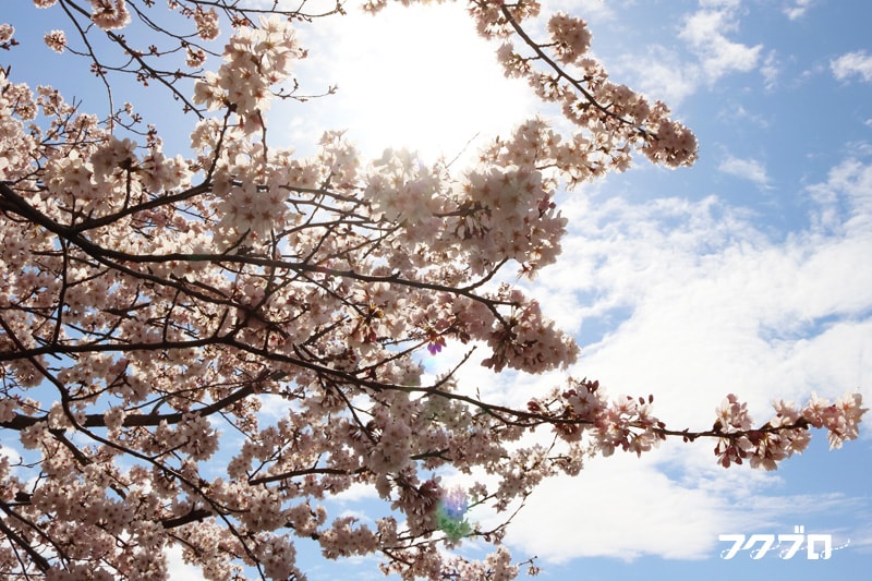 足羽川の桜花見スポット「九十九橋北」から「花月橋」の道沿い(5)