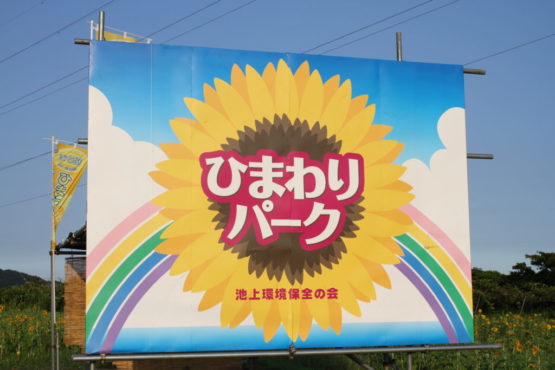 今が見ごろ!インスタ映え間違いなし「池上ひまわりパーク」