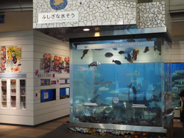 雨でもOK!魚とふれ合える室内の子供連れスポット「福井県海浜自然センター」 フクブロ~福井のワクワク発見サイト~ 雨でもOK!魚とふれ合える室内の子供連れスポット「福井県海浜自然センター」 フクブロ~福井のワクワク発見サイト~